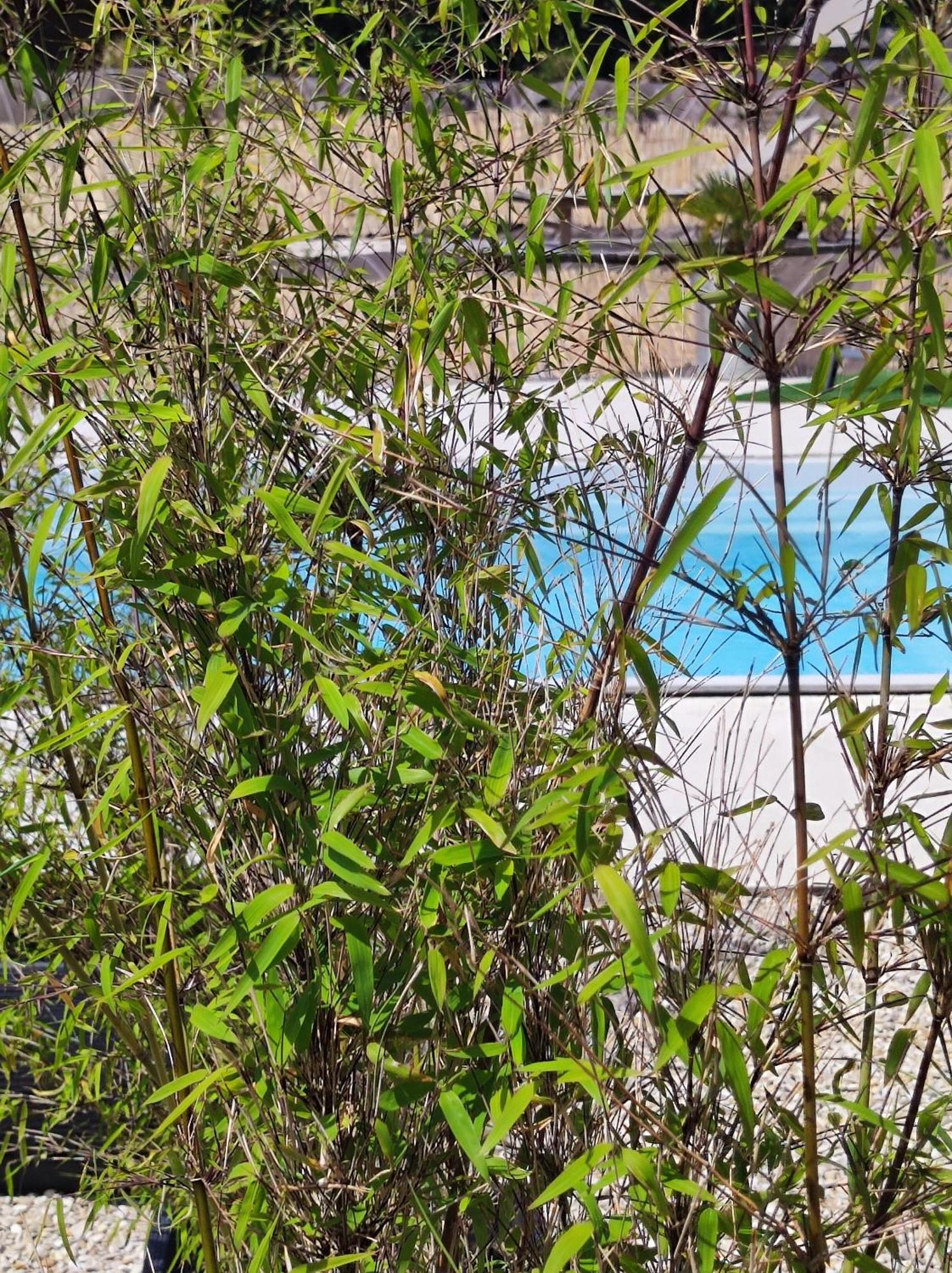 Le Clos Des Crins Pavilly Exterior foto